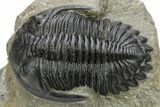 Hollardops Trilobite Fossil - Detailed Eye Preservation #275225-3